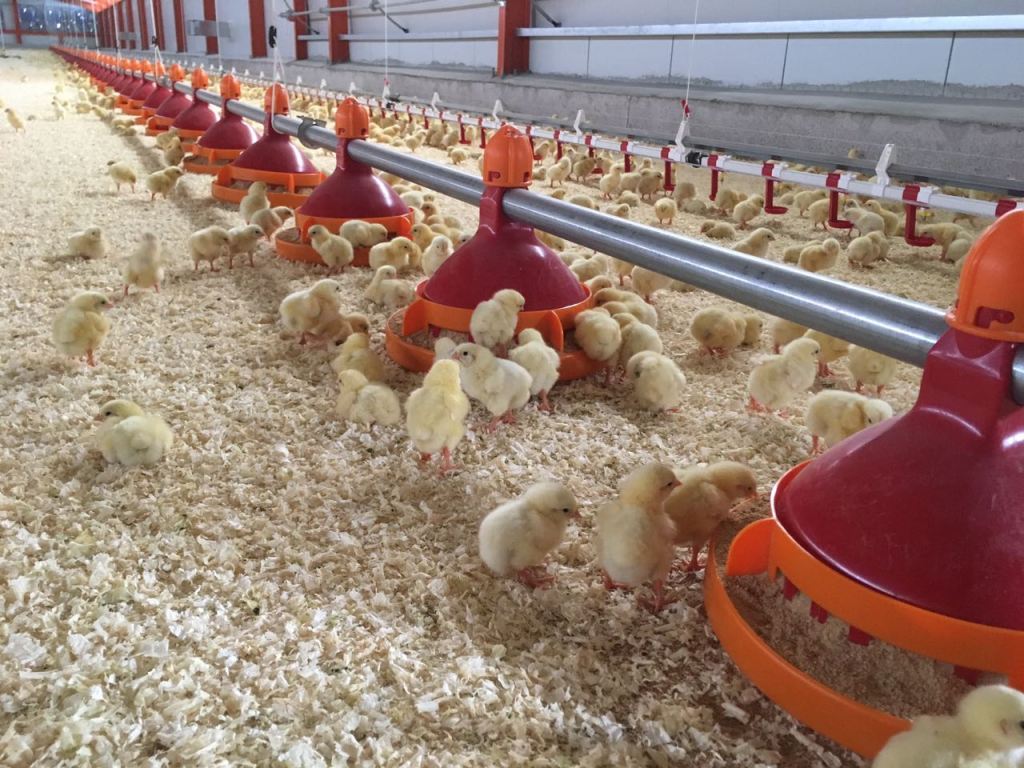 Decrease your costs by using automatic and manual feeding for broilers, turkeys, and ducks (over 20 years durability).